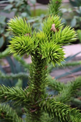 Araucaria araucana - blahočet čilský - jehlice nové přírůstky (2)